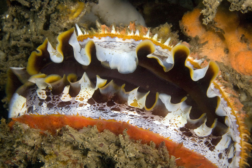 Spondylus varians